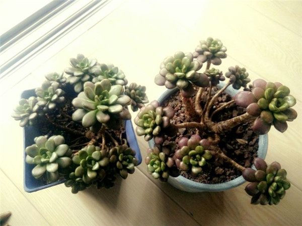 一个脚气患者的真实故事,关于癣有趣的故事