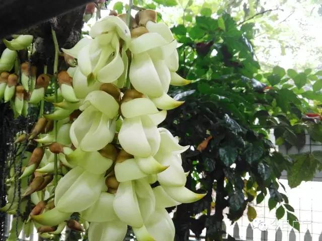 春暖花开正是踏青赏花的好时节,肇庆春日赏花的地方图片