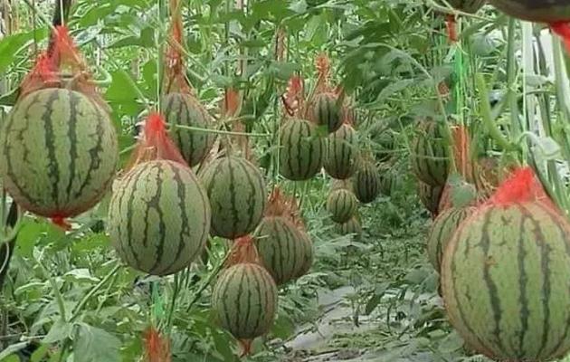 蔬菜种植没销路怎么办,蔬菜种植过程中资金不够该怎么办