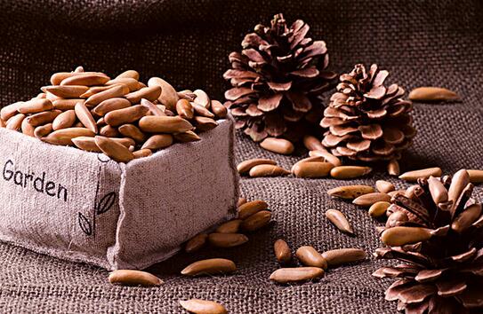 松子有营养吗脂肪高,松子里面有什么营养价值呢