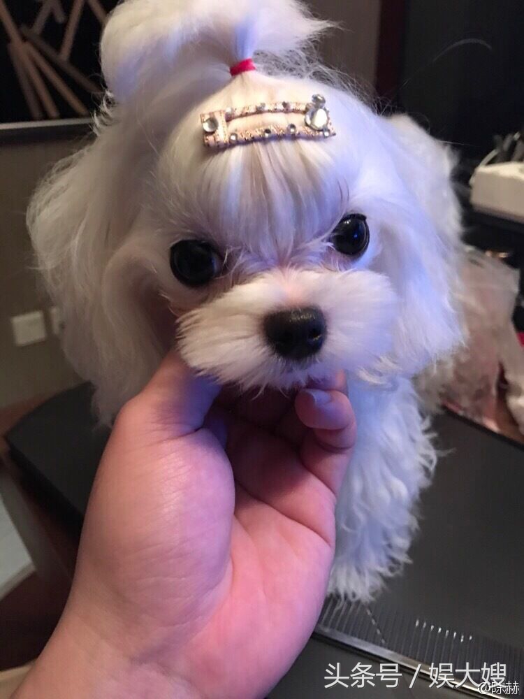 陈赫陪伴张子萱,陈赫首次和张子萱合体