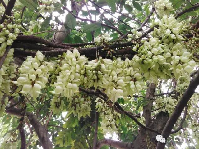 春暖花开正是踏青赏花的好时节,肇庆春日赏花的地方图片