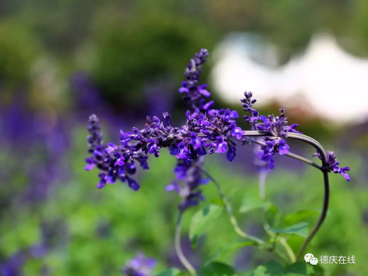 不用去罗平也可以看油菜花,不用去日本也能看的樱花海