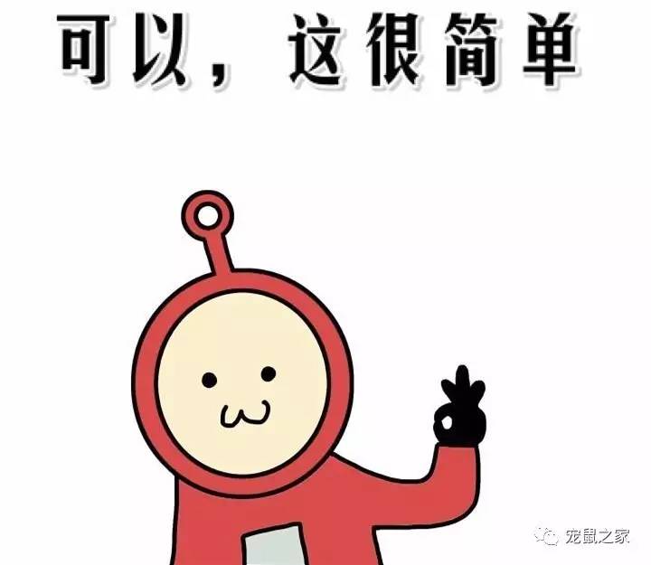 鸡不撒尿为什么喝水没事,天竺鼠几乎不喝水