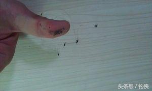 钓鱼知识测试图片,钓鱼常识鱼线