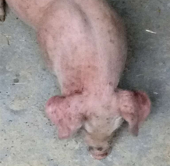 仔猪尾巴枯烂是什么病,仔猪尾巴烂死了