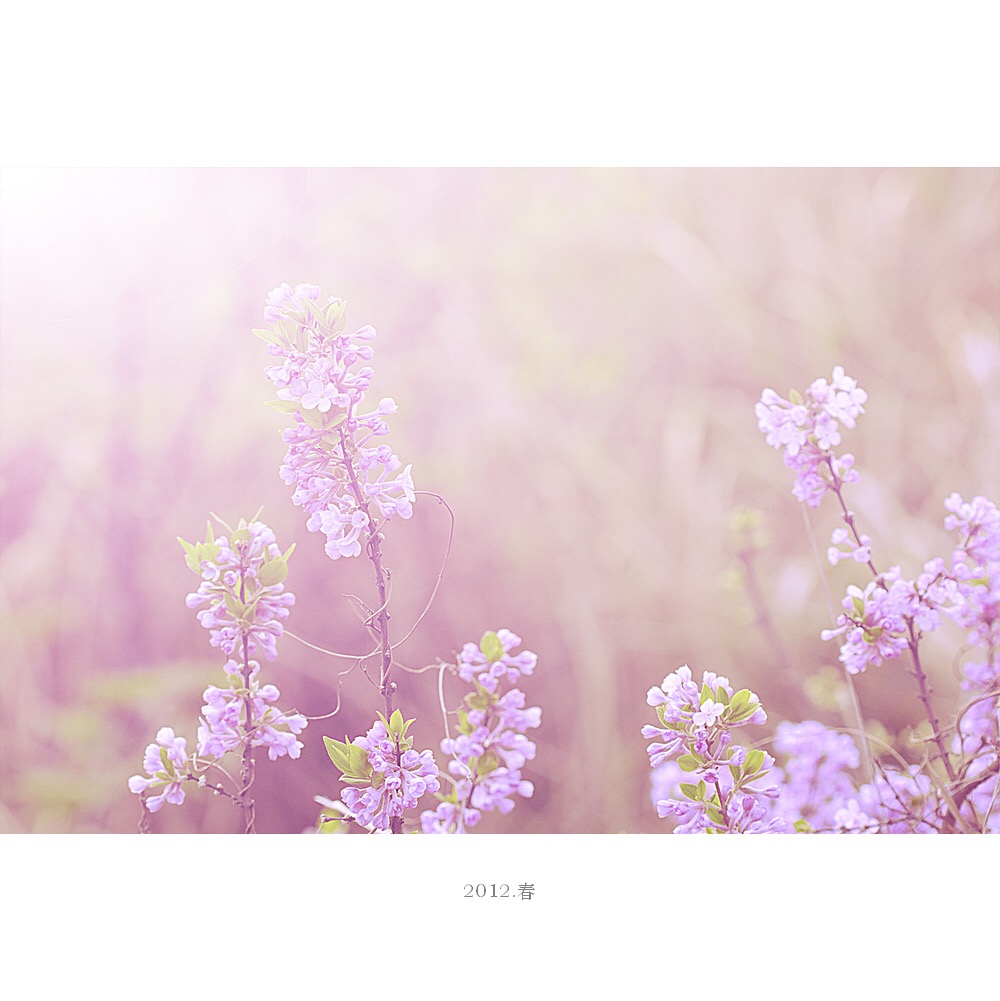 诗歌朗诵君不见黄河之水天上来,君不见黄河之水天上来全诗楷书