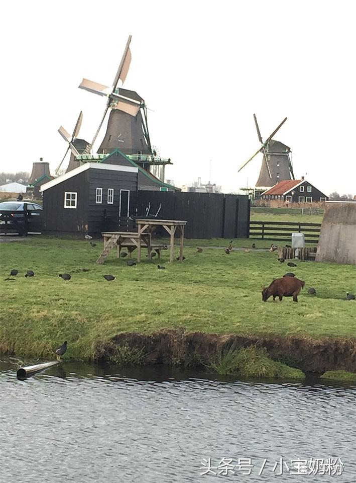 哪些奶粉是海淘奶粉,奶粉购物攻略