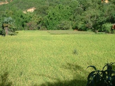 农村种植补贴新政策信息,怎样才能享受农民种植补贴政策