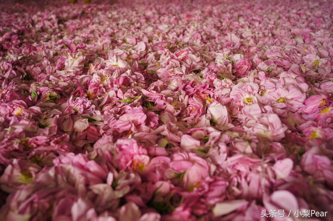 为什么纯露有贵有便宜,为什么欧美的护肤品比较清爽