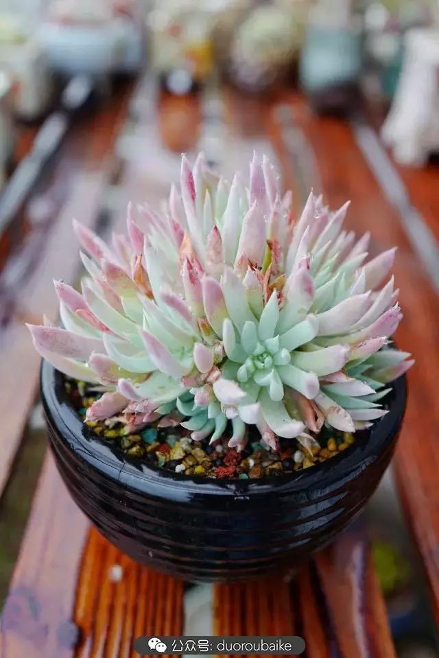 春雨多肉精品,包邮区的多肉