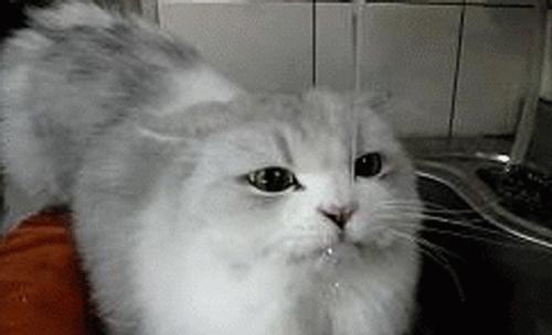 只喝水管流出来的水，这样的猫是不是有病？