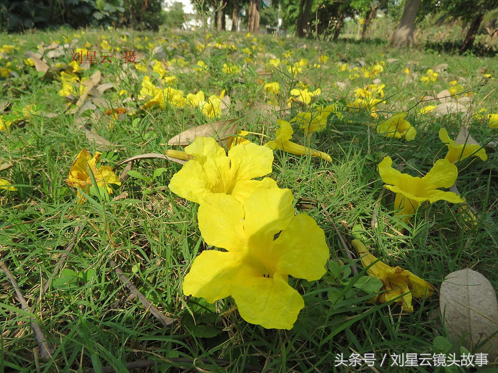 三亚黄花风铃花,三亚黄花风铃