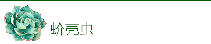 多肉植物如何防治病害,多肉植物病害处理视频