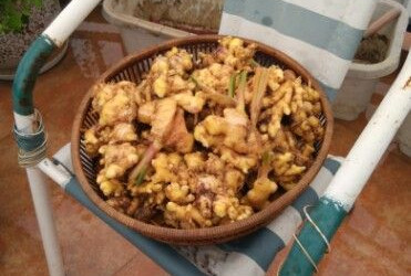 生姜阳台盆栽技巧,阳台盆栽生姜种植方法