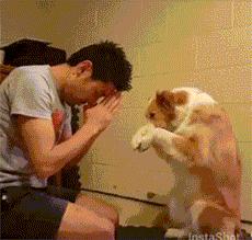 边牧这么聪明为什么很少人养,边牧太胆小了什么都教不会