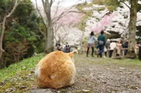 又到一年赏樱时,又到赏樱花拍照季节