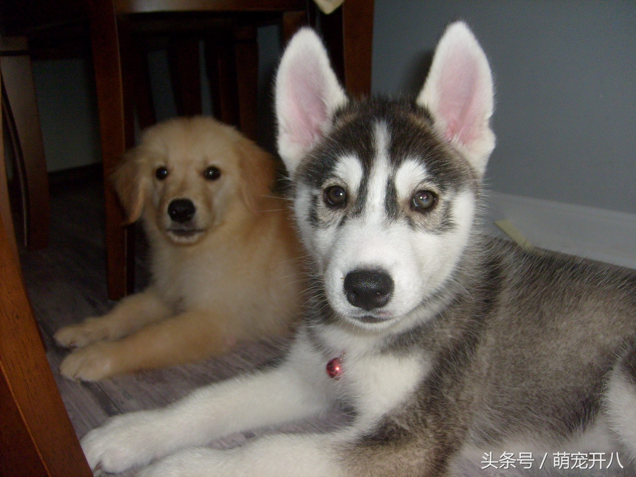 感动:你养过最皮的狗吗?反正我都不好意思说自己养哈士奇!