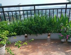 生姜阳台盆栽技巧,阳台盆栽生姜种植方法