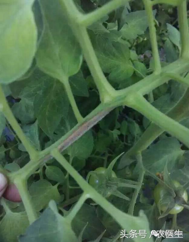 番茄灰霉病引起的烂果,番茄灰霉病危害茎杆