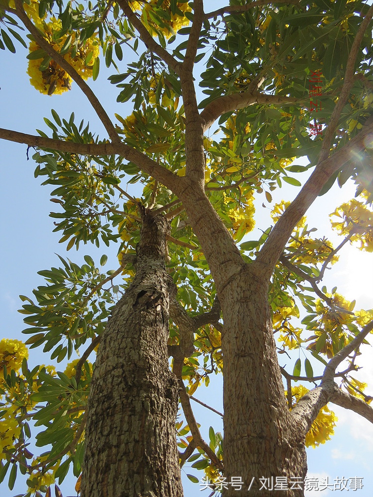 三亚黄花风铃花,三亚黄花风铃