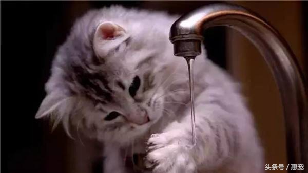 只喝水管流出来的水，这样的猫是不是有病？