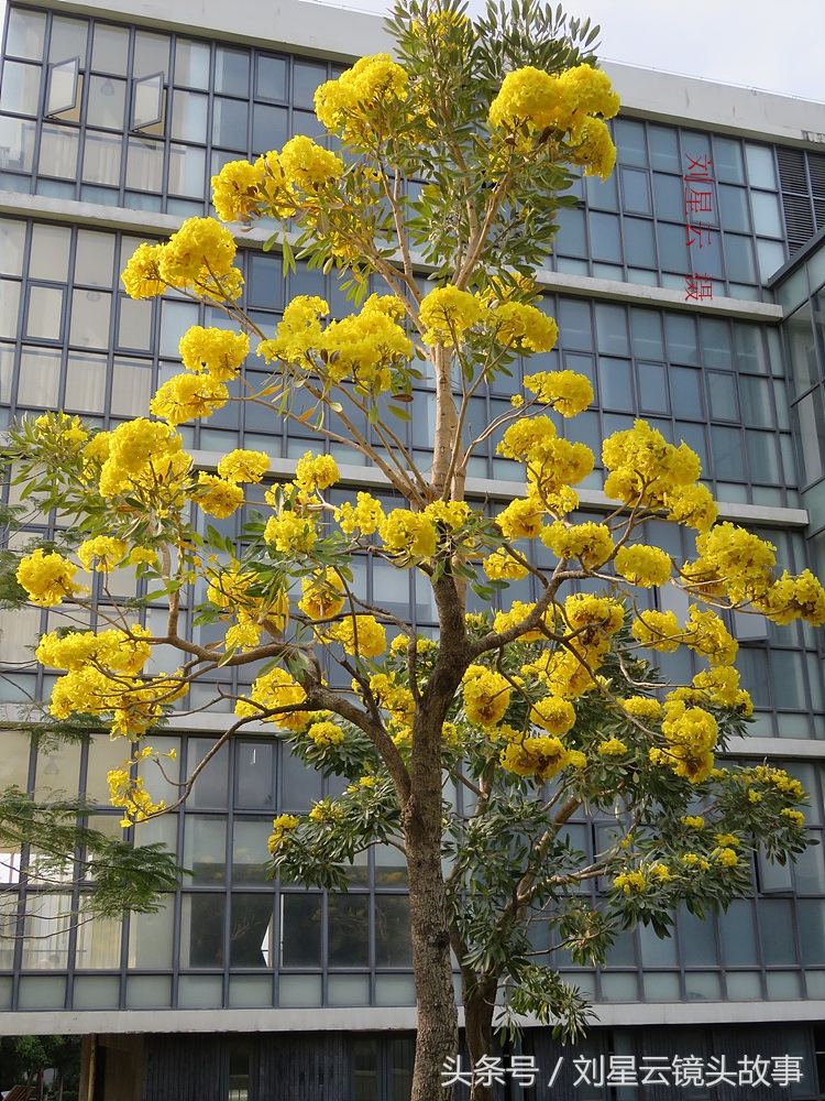 三亚黄花风铃花,三亚黄花风铃