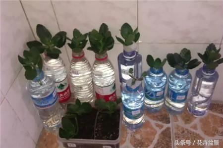 烂根花卉怎么处理,最容易烂根的3种花卉