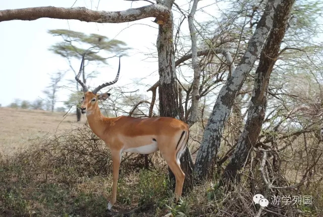 一生必去一次的非洲坦桑尼亚｜回归狂野