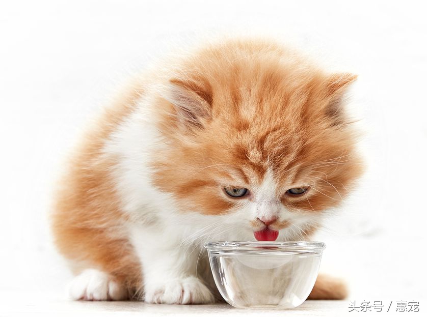 只喝水管流出来的水，这样的猫是不是有病？