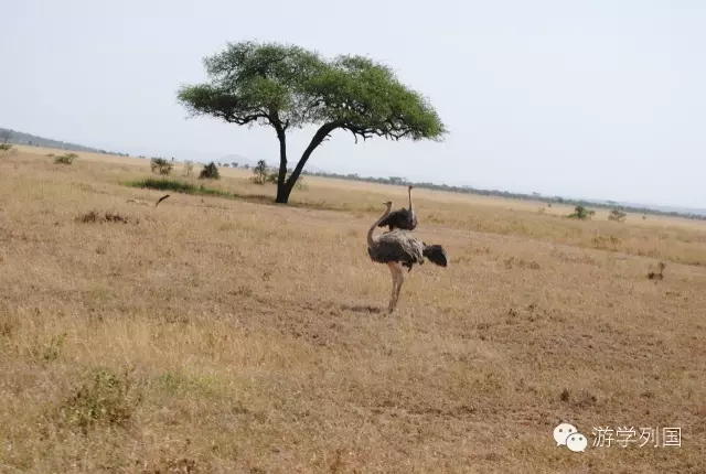 一生必去一次的非洲坦桑尼亚｜回归狂野