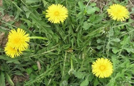 吃什么野菜对肝有帮助,酒精肝最怕的野菜