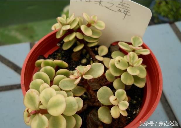 网购被骗种出的离谱花卉,多肉植物从花市买回怎么办