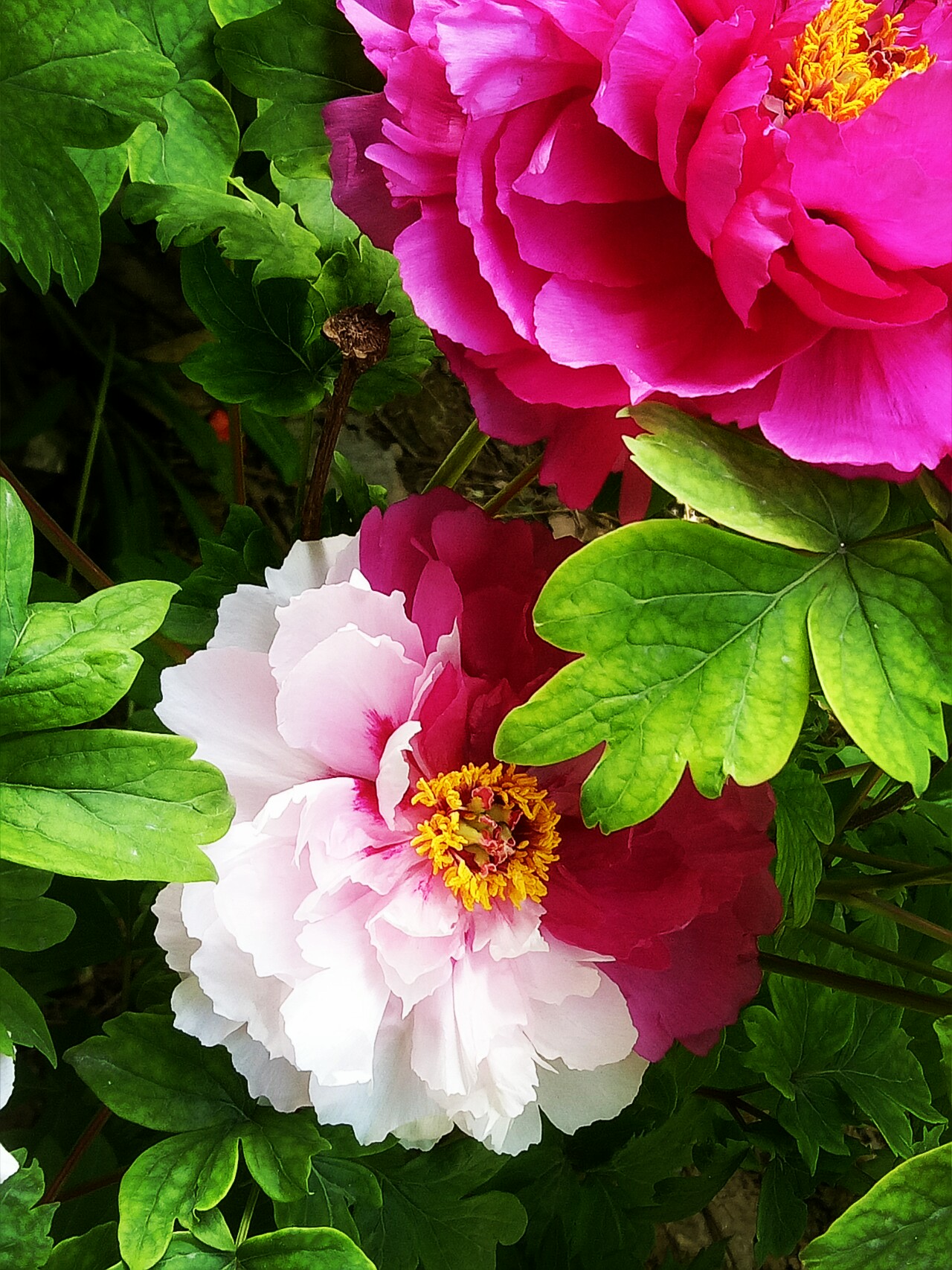 洛阳二乔牡丹开花视频,洛阳二乔