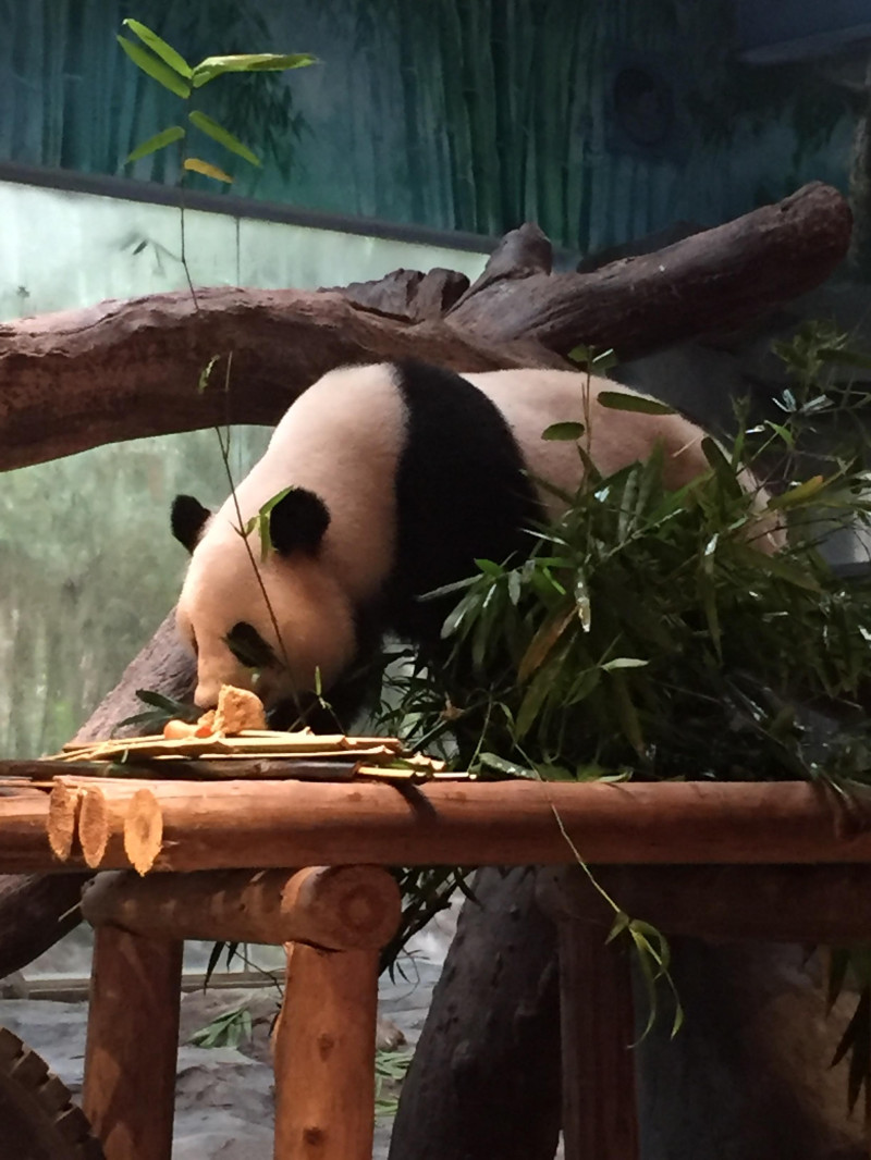 长隆野生动物园一天怎么玩,长隆野生动物园一天游不完怎么住