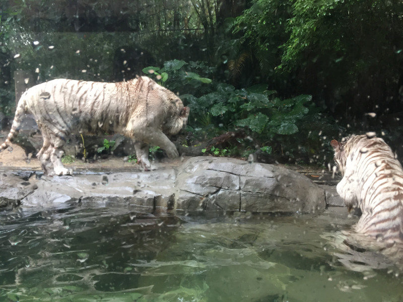 长隆野生动物园自驾游导游,广州长隆野生动物园有导游吗