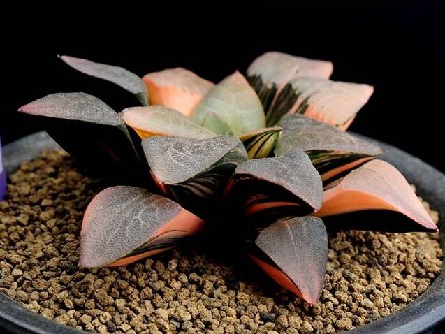 100分试卷考了60分算及格吗,多肉考试