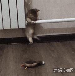 女生生西瓜,妹子吃冰镇西瓜拉肚子