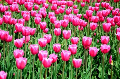 不同颜色的郁金香有着不同的寓意,郁金香的花色寓意是永恒的爱