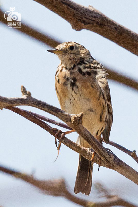 中东荒漠中的“特殊旅行”