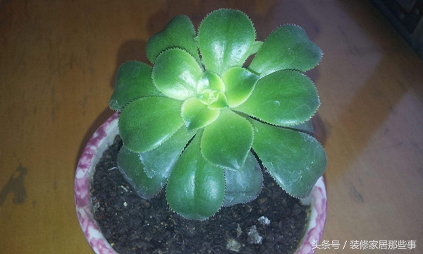 竹类盆栽植物养殖方法,鹤顶红盆栽植物养殖