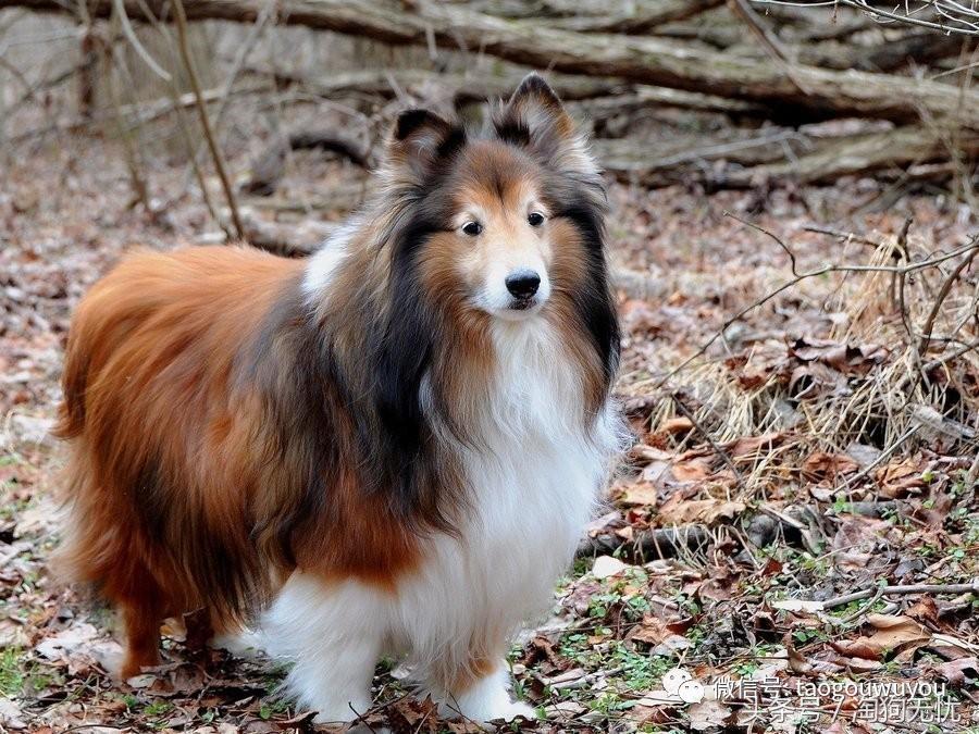 苏牧和喜乐蒂该选择谁,喜乐蒂和苏牧什么关系