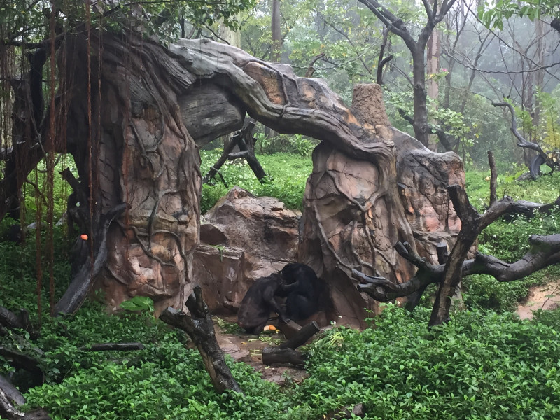 广州长隆野生动物园游玩路线攻略,广州番禺长隆野生动物园详细攻略