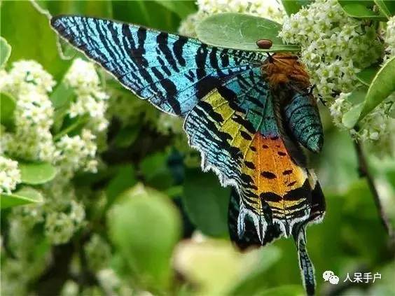 蛾,蛾,蛾~最大、最美、最奇葩,展翅向天歌