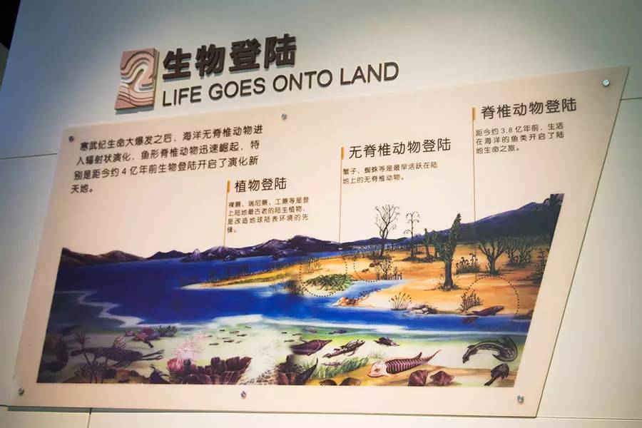 探寻人类的起源之谜,探寻人类祖先的奥秘