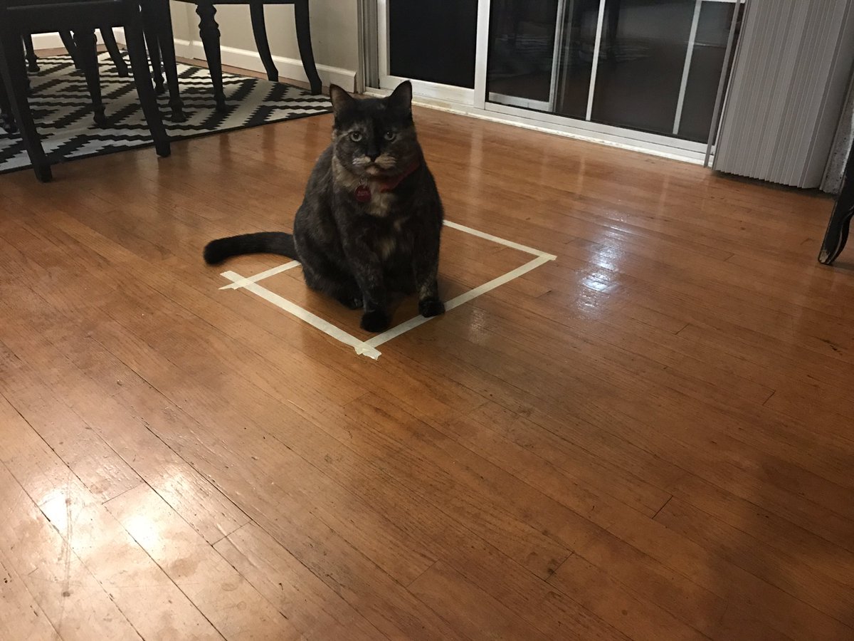 猫咪逗猫正确方式,猫咪逗猫的方法