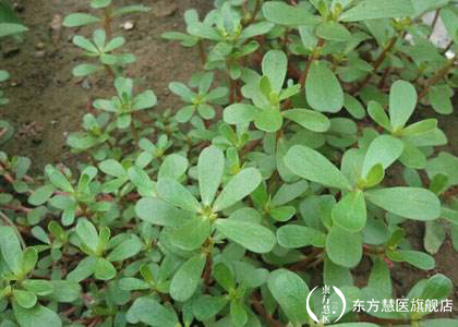 也许你见过,但是你未必能叫出来的野菜,药用价值相当的高