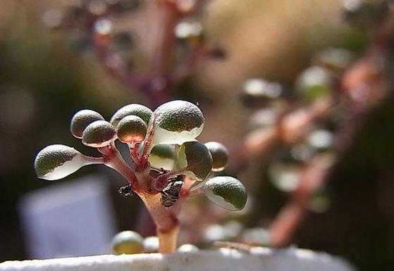 一种国内很少人种养的多肉植物,特别爱喝水,可以半水生