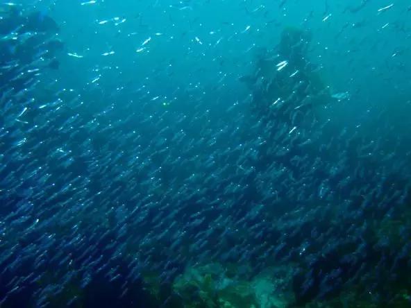 适合做日式刺身的鱼,日本鱼怎么做刺身