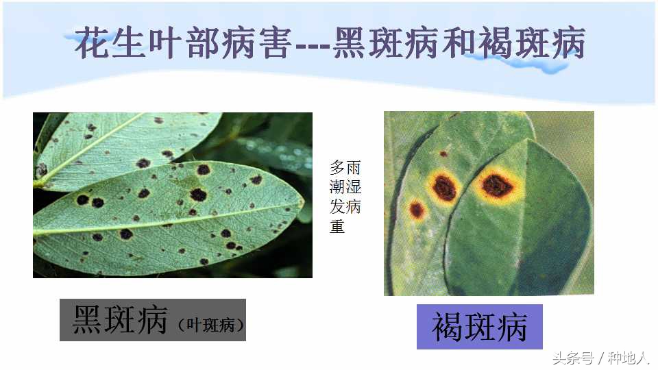 马上开始播种花生,快要种花生了